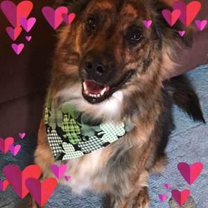 Meet your Posher, Shannon